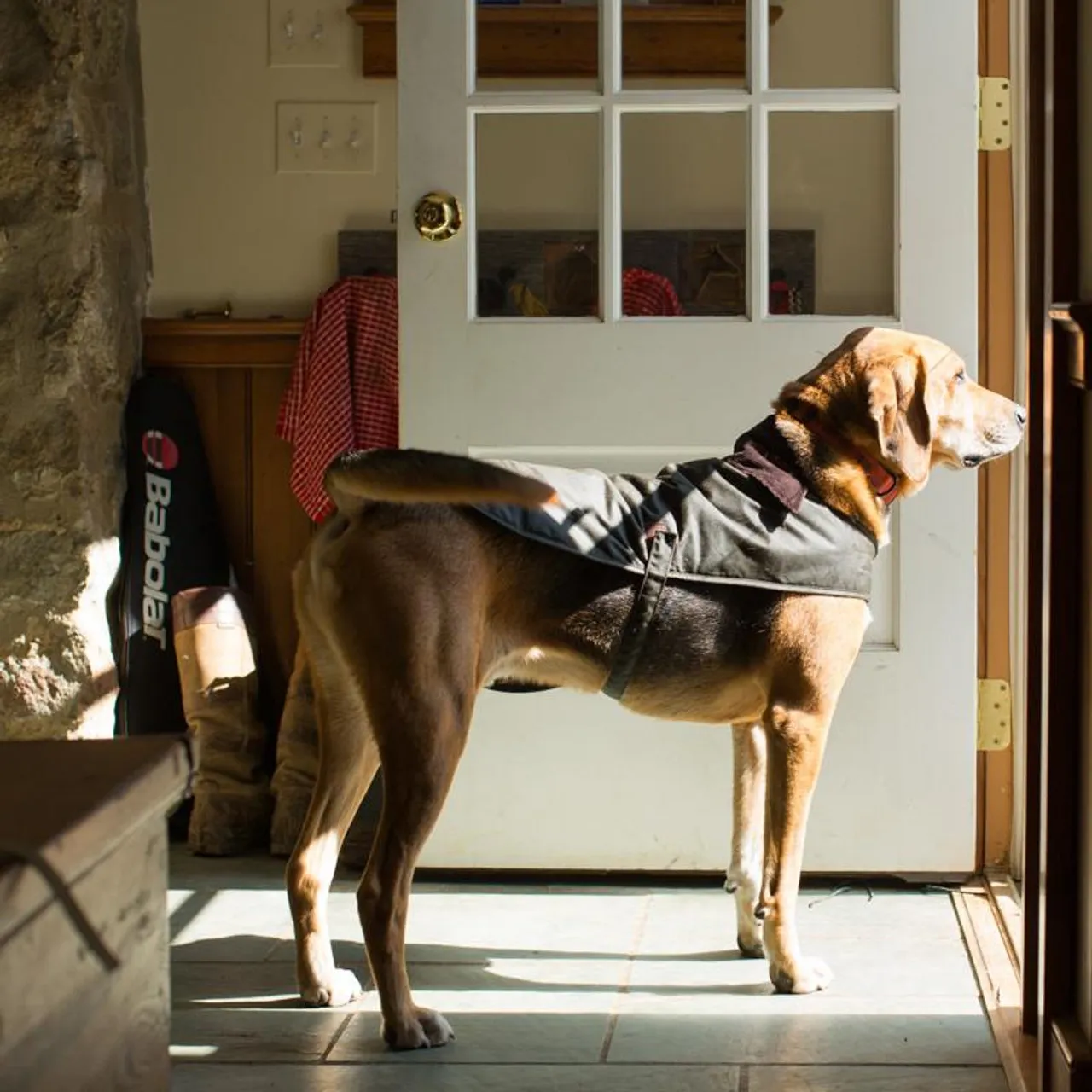 Barbour Wax Dog Coat - Olive